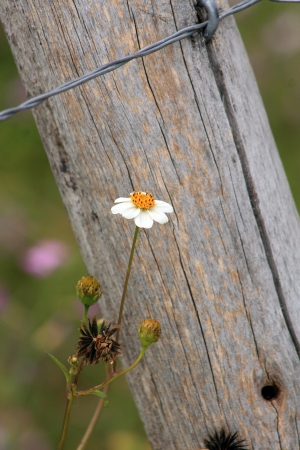 A small white flower growing next to a barbed wire fence in a farmers pasture in Cotacachi, Ecuadorの写真素材