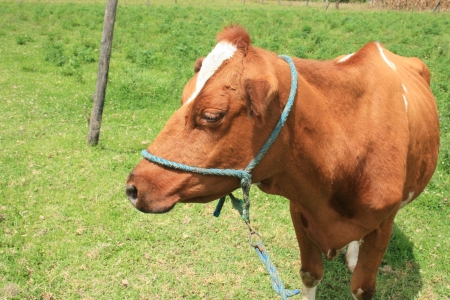 A brown cow standing in a farmers pasture in Cotacachi, Ecuadorの写真素材