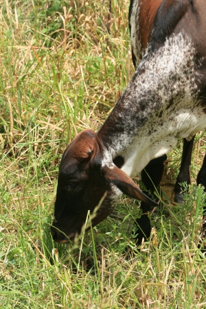 A white and brown calf grazing in a pasture on a farm in Cotacachi, Ecuadorの写真素材