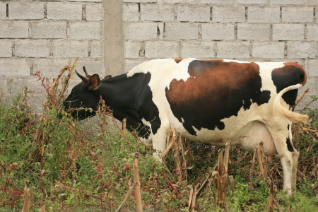 A cow grazing in a corn field on a farm in Cotacachi, Ecuadorの写真素材