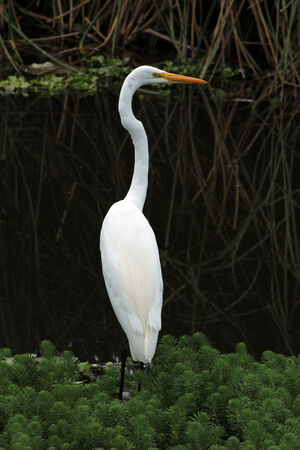 A Great Heron standing among reeds in a lake near Ibarra, Ecuadorの写真素材