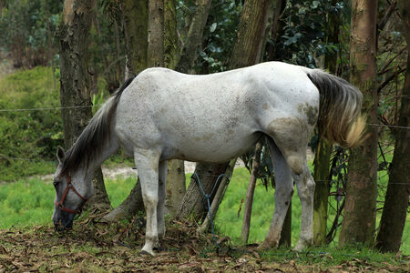 A white horse standing next to trees in a farmers pasture in Cotacachi, Ecuadorの写真素材
