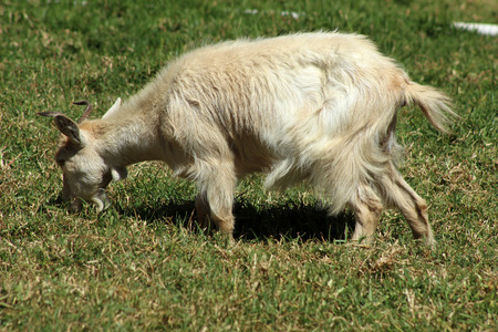 A white goat grazing in a farmers pasture in Cotacachi, Ecuadorの写真素材