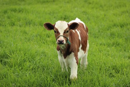 A calf standing in a field of grass on a farm in Cotacachi, Ecuadorの写真素材