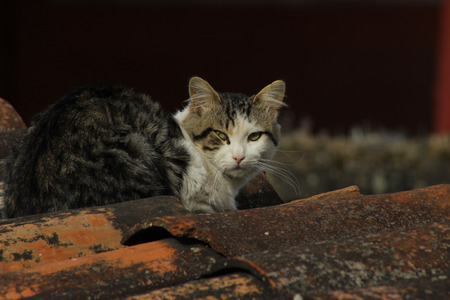A brown and white cat on a roof covered with terracotta shingles in Cotacachi, Ecuadorの写真素材