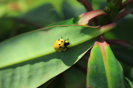 A yellow ladybug on the leaf of a plant in Cotacachi, Ecuador
