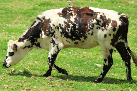 A cow grazing in a farmers pasture in Cotacachi Ecuadorの写真素材