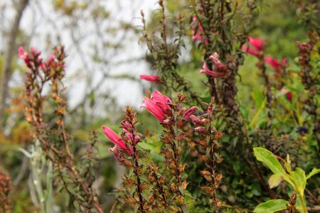 Pink flowers blooming on a bush at Lake Cuicocha near Cotacachi Ecuadorの写真素材