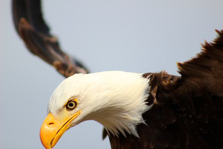 An American Bald Eagle spreading it's wings at an outdoor bird sanctuary near Otavalo Ecuadorの写真素材