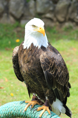 An American Bald Eagle at an outdoor bird sanctuary near Otavalo, Ecuadorの写真素材
