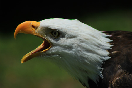 An American Bald Eagle at an outdoor bird sanctuary near Otavalo, Ecuadorの写真素材