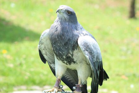 A Black Chested Buzzard Eagle at an outdoor bird sanctuary near Otavalo, Ecuadorの写真素材