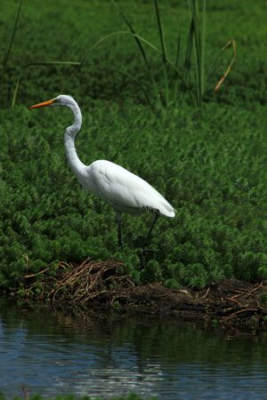 A Great White Heron in the reeds of a marsh in a lake in Ibarra Ecuadorの写真素材