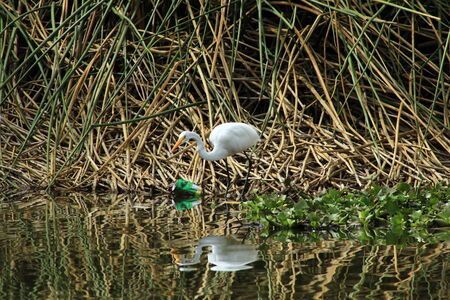 A Great White Heron in the reeds of a marsh in a lake in Ibarra Ecuadorの写真素材