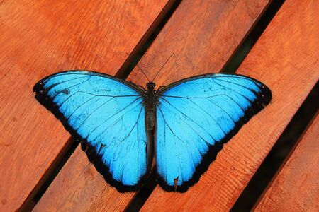 A Blue Morpho butterfly on wood in Mindo, Ecuador