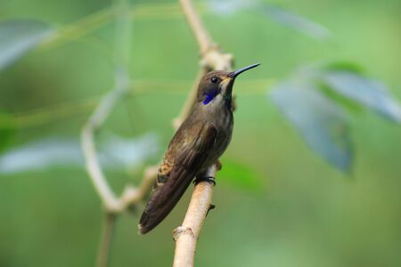 A brown Hummingbird perched on the branch of a tree in Mindo, Ecuadorの写真素材