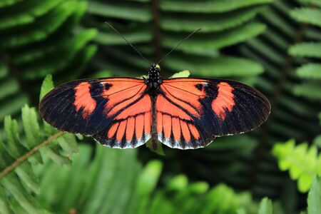 An orange and black butterfly on the leaf of a plant in Mindo, Ecuador