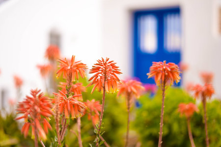 Beautiful flowers in Oiaの写真素材