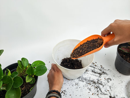gardening, planting at home. a woman hand pours the planting soil into the potの写真素材