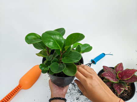 gardening house. Girls replant jade plants. Potted green plants at home, Flower decoration.の写真素材