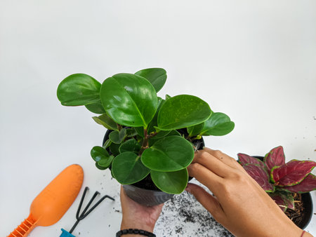 gardening house. Girls replant jade plants. Potted green plants at home, Flower decoration.の写真素材