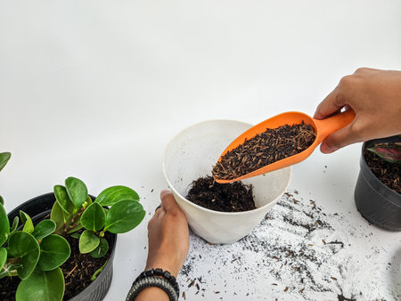 gardening, planting at home. a woman hand pours the planting soil into the potの写真素材