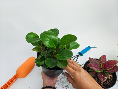 gardening house. Girls replant jade plants. Potted green plants at home, Flower decoration.の写真素材