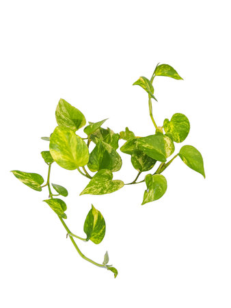 Green variegated leaves of ivory betel heart-shaped, a popular foliage tropical ornamental plant isolated in a white backgroundの写真素材