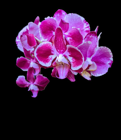 sprigs of orchid flower plants isolated on black backgroundの写真素材