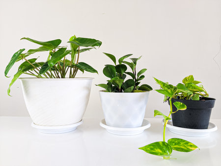 close-up indoor plants in pots (sirih gading-jade plant-burlemarx) isolated in white backgroundの写真素材