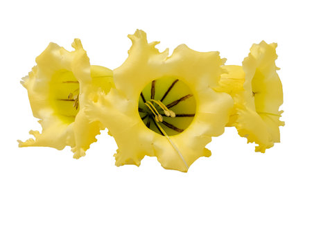 trumpet flowers splattered on a white backgroundの写真素材