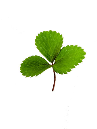one single green strawbery leaf close-up isolated in white backgroundの写真素材