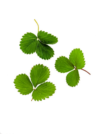 three strawberry leaf as a decoration element isolated in white backgroundの写真素材