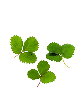 three strawberry leaf as a decoration element isolated in white backgroundの写真素材