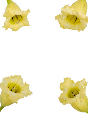 four trumpet flowers as decorations on the edges in a white backgroundの写真素材
