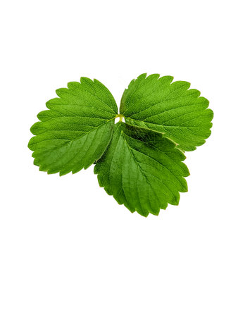 close-up of green strawberry leaves on a white backgroundの写真素材