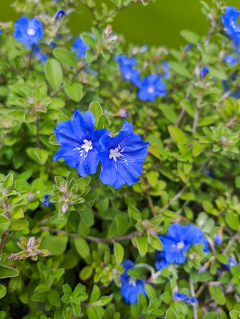 blooming beautiful blue flower in natureの写真素材