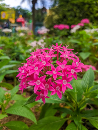 Beautiful purple flowers with Green Leaves on the Tree. Ixora, also known as forest fire, forest fire, West Indian jasmine, Soka Purple Flower, Asoka, King Ixora flower or purple spike flowerの写真素材
