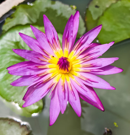 close up teratai water lily pont plant in the outdoorsの写真素材