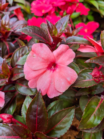 Impatiens hawkeri flowers (New Guinea impatiens) in groupsの写真素材