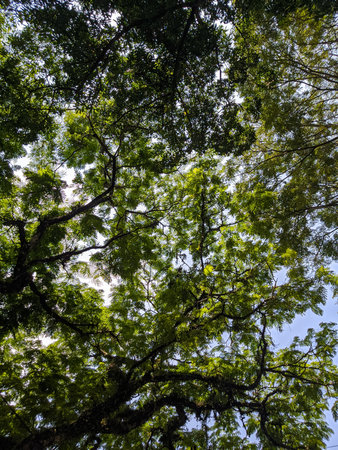 ecosystems of hardwood trees that grow sustainably in the wildernessの写真素材
