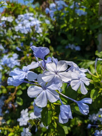 freely growing flowers that hang downの写真素材