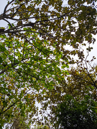 a background depicting the rainy season with a view of tree leaves in a forest with an overcast sky in the morningの写真素材