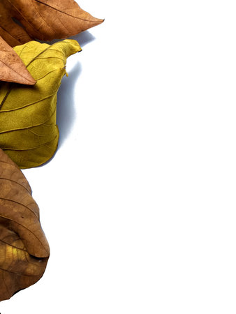 white background with autumn leaves appears from above. autumn frame conceptの写真素材