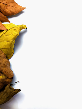 autumn frame concept with autumn leaves appears from above in white backgroundの写真素材