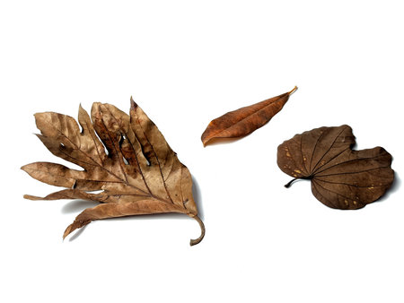 autumn concept on the white background of brown leavesの写真素材