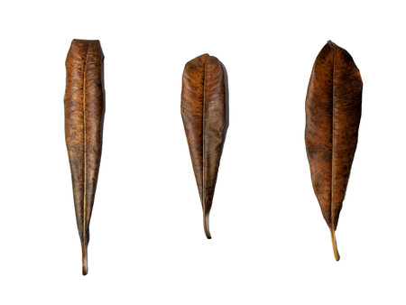 a white background with leaves of brown color appears from above. the concept of autumn. Flat lay, horizontal top viewの写真素材