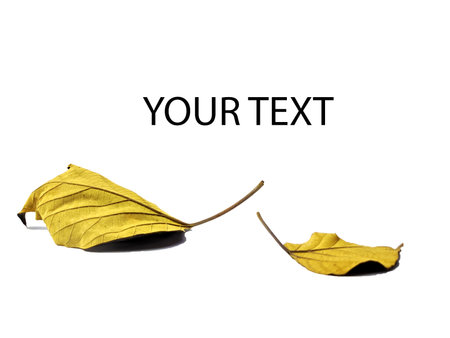 maple leaves isolated on white background. autumn seasonの写真素材