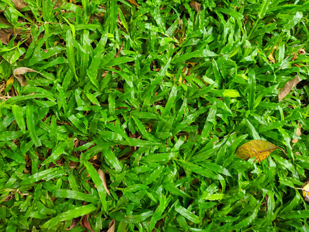Fresh green grass in the morning background.の写真素材