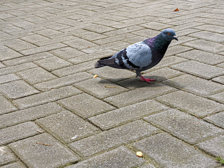 a young bird that are in a park with a bright early morning atmosphereの写真素材